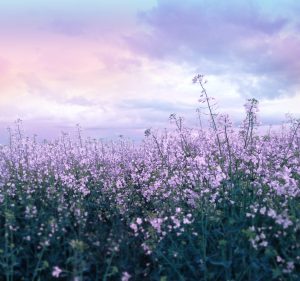 purpleflowerscovermoreGodsteps