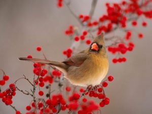 cardinal red flowers guidebook