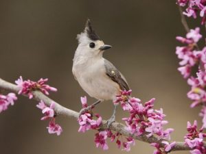 graybirdpinkflowersguidebook