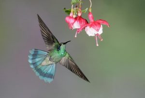 hummingbirdFlowersguidebook
