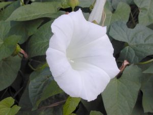 white flower guidebook